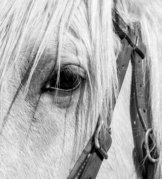 Arizona-Scottsdale BandW close-up of horses eye and bridle